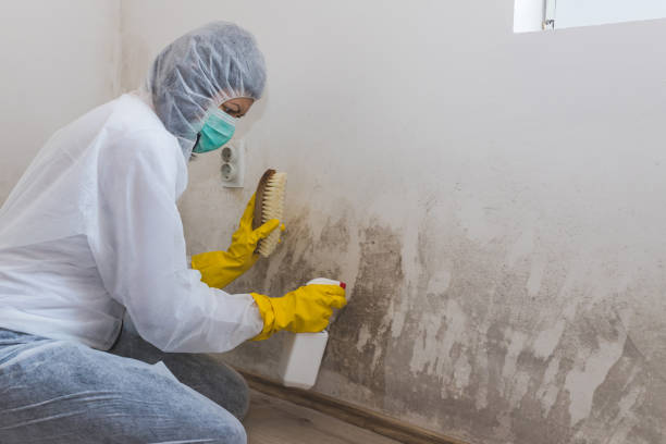 Why You Should Choose Our Mold Remediation Services in North Laurel, MD